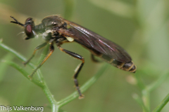 Dioctria ochrifacies