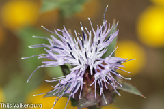 Carthamus caeruleus