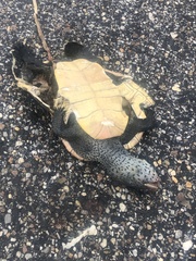 Malaclemys terrapin pileata