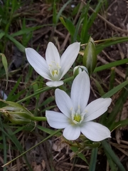 Ornithogalum baeticum