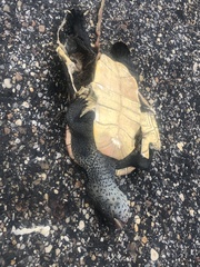 Malaclemys terrapin pileata