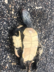 Malaclemys terrapin pileata
