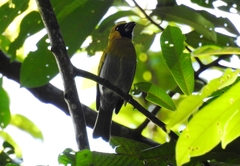 Caryothraustes poliogaster