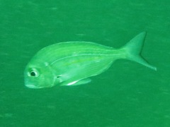 Rhabdosargus holubi