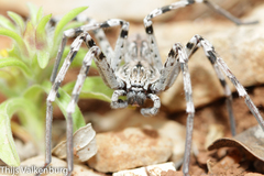 Eusparassus