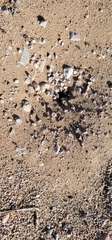 Pogonomyrmex rugosus