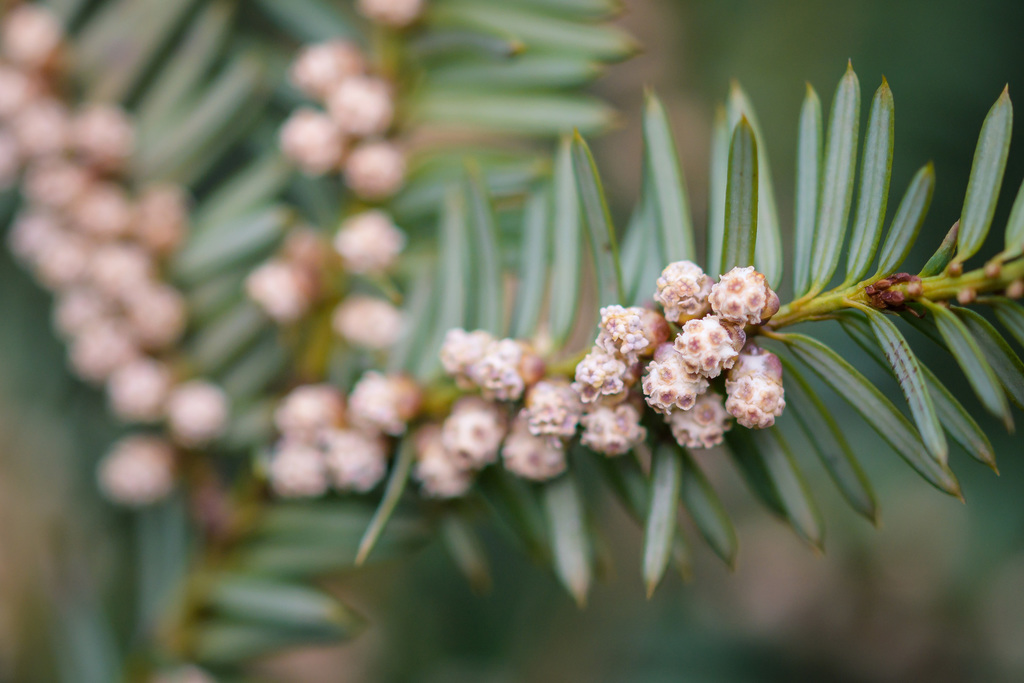 Pacific yew (Taxus brevifolia) - Botanical Realm