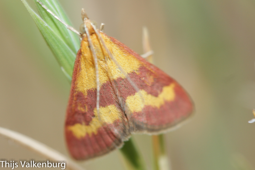 Pyrausta neglectalis