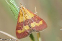 Pyrausta neglectalis