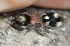 Ronisia barbarula