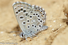 Pseudophilotes abencerragus