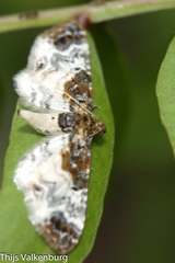 Eupithecia breviculata