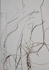 Poa saltuensis
