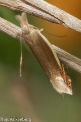 Pseudosophronia exustellus