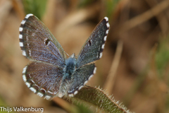 Pseudophilotes abencerragus