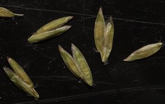 Poa saltuensis