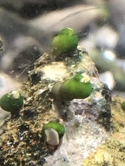 Pyrgulopsis
