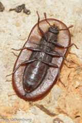 Cossyphus hoffmannseggi