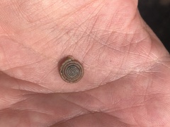 Polygyra septemvolva