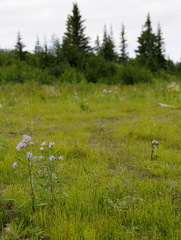 Symphyotrichum robynsianum