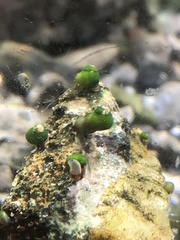 Pyrgulopsis