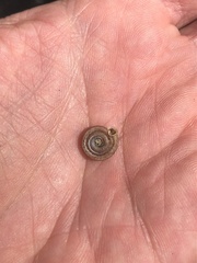 Polygyra septemvolva