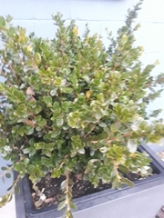 Buxus microphylla