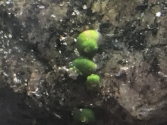 Pyrgulopsis