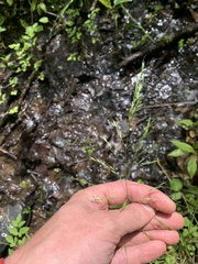 Sphenopholis pensylvanica