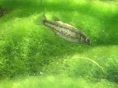 Crenichthys baileyi moapae