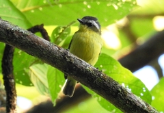 Ornithion semiflavum