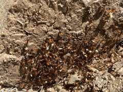 Camponotus semitestaceus