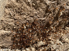 Camponotus semitestaceus