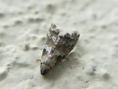 Abablemma bilineata