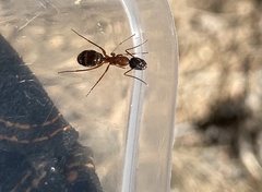 Camponotus semitestaceus