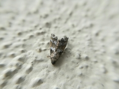 Abablemma bilineata