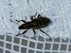 Sitona cylindricollis