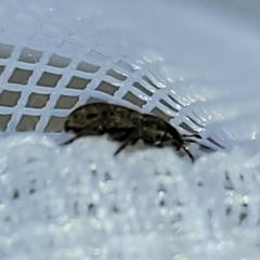 Sitona cylindricollis