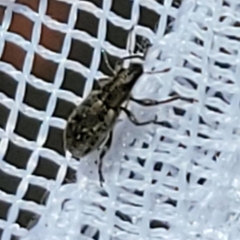 Sitona cylindricollis