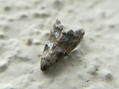 Abablemma bilineata