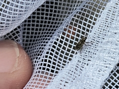 Sitona cylindricollis