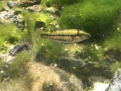 Crenichthys baileyi moapae
