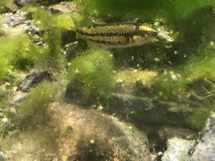 Crenichthys baileyi moapae