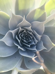 Dudleya pulverulenta