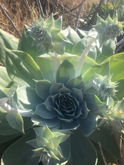 Dudleya pulverulenta