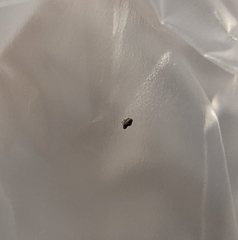 Symphypleona