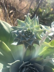 Dudleya pulverulenta