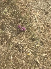 Castilleja exserta