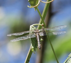 Epitheca petechialis