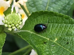 Hemipyxis flaviabdominalis